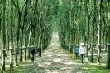 Thị trường xuất khẩu cao su còn nhiều biến động